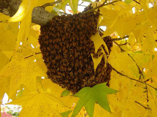 Bell Bee Removal Guys Picture of a 
    swarm we relocated from a tree.