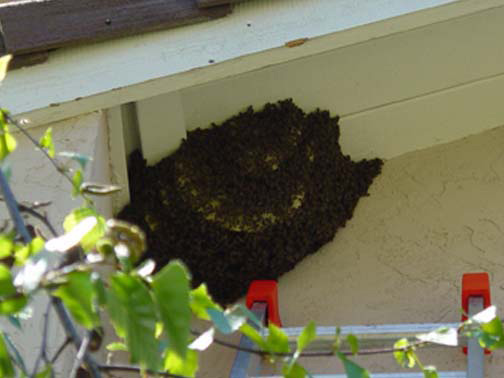 Bee Removal Bell This is a 
    picture of a hive hanging underneath an eave.
