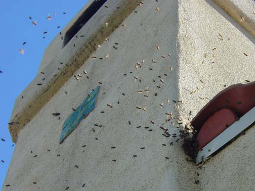 Bee Removal Santa Fe Springs This is 
    a picture of a swarm that is in the eave of a house.
