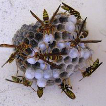 Wasp Removal Maywood CA