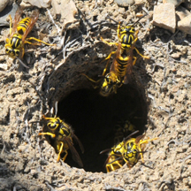 Yellow Jacket Removal Downey CA